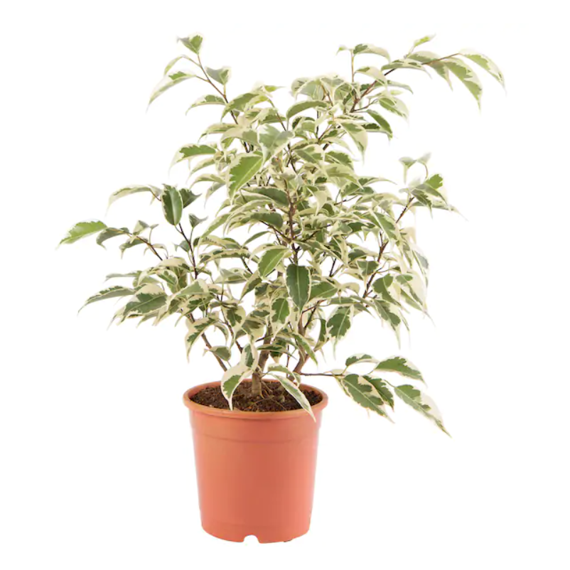 Buy Ficus Benjamina - Pot Size 15cm Online | Agriculture Plants | Qetaat.com